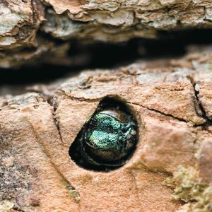 The presence of the invasive emerald ash borer (EAB) has been confirmed in two additional Texas counties this month – Morris and Rusk.